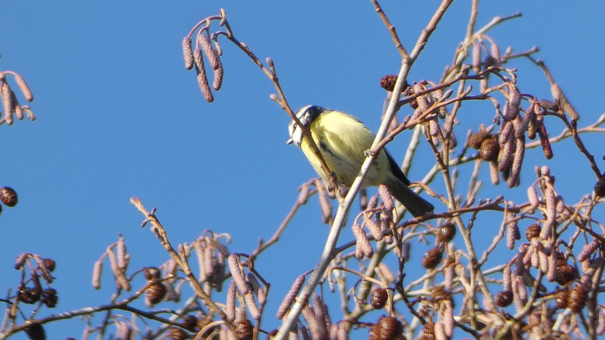 Eurasian Blue Tit - ML629188196