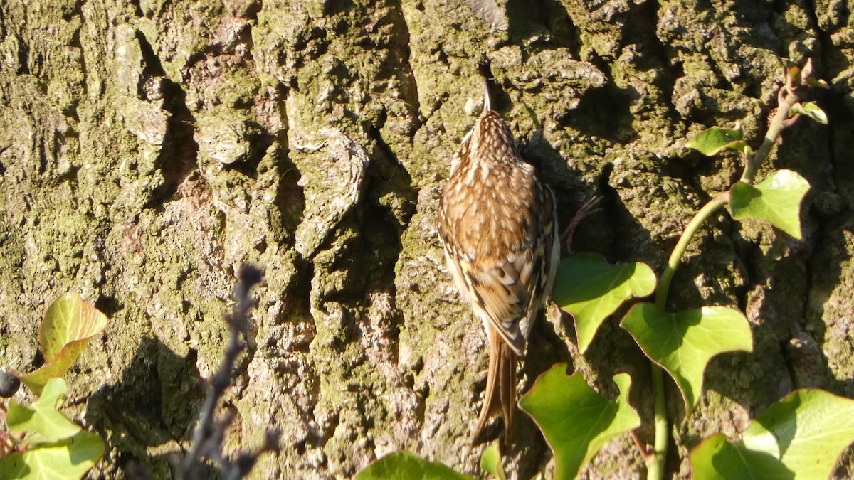 Eurasian Treecreeper - ML629188222