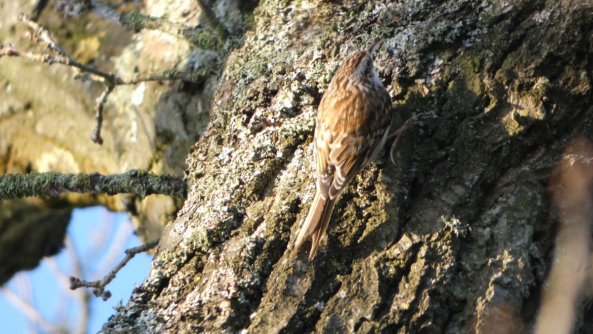 Eurasian Treecreeper - ML629188223