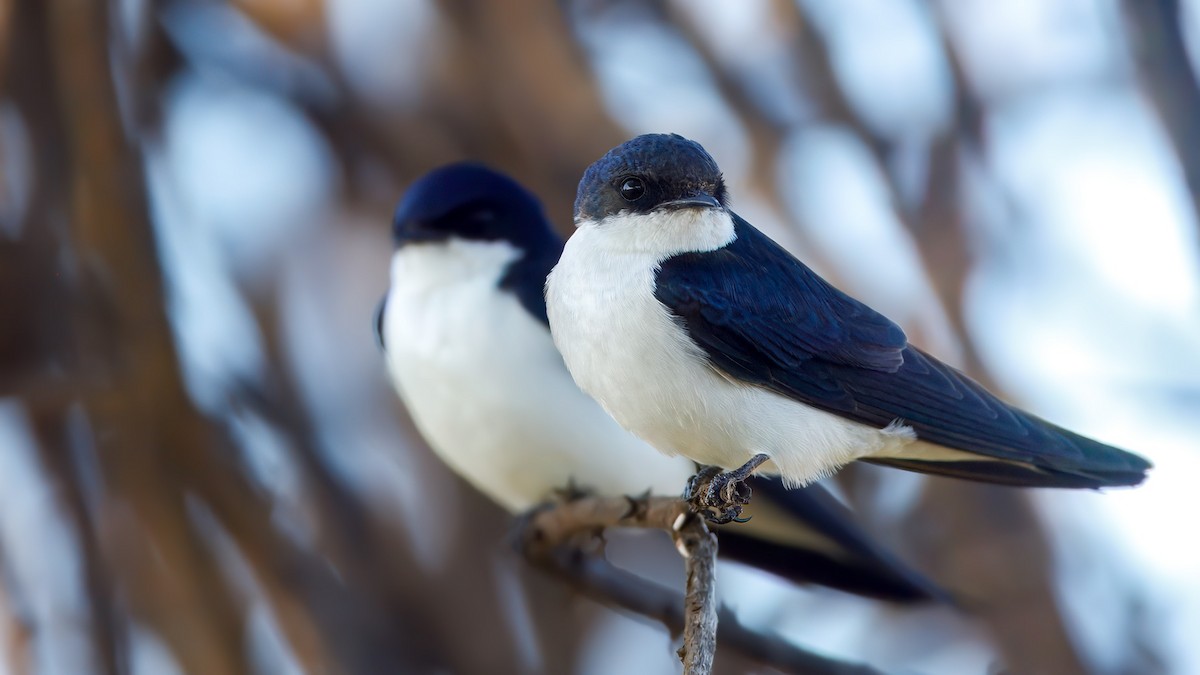 White-tailed Swallow - ML629188257
