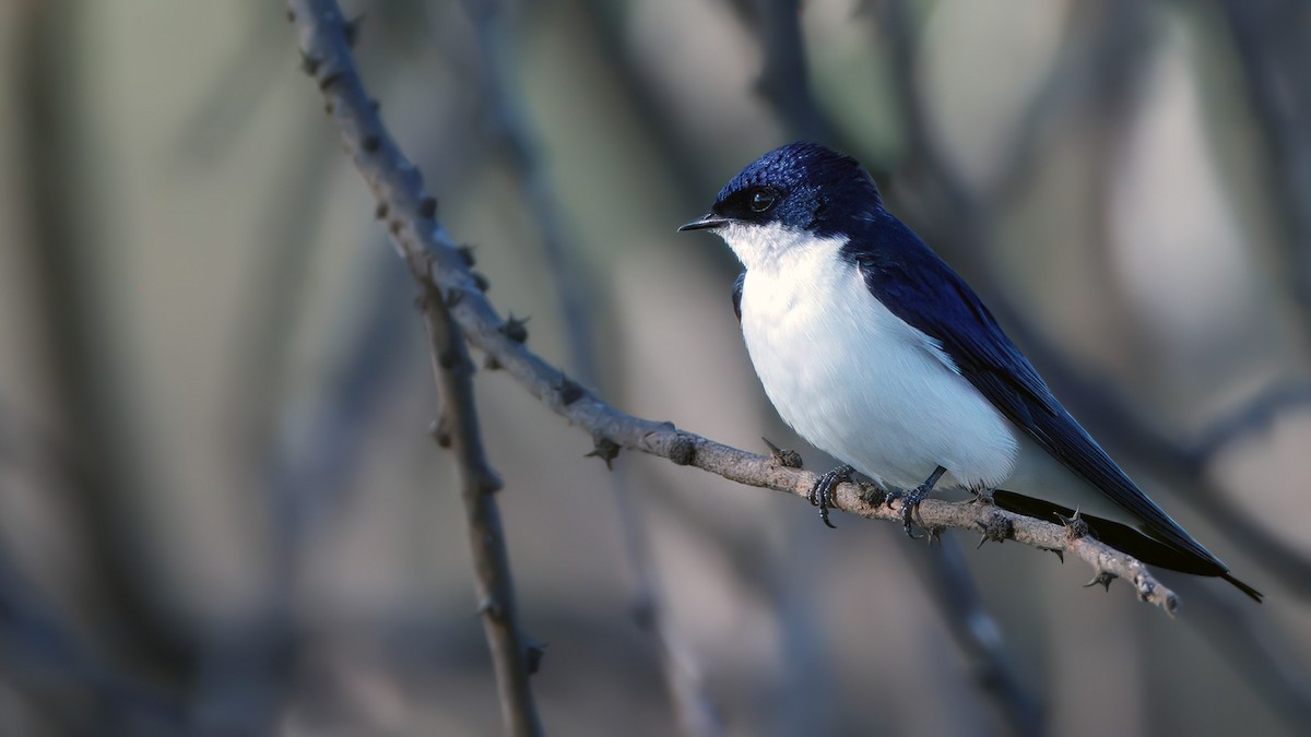 White-tailed Swallow - ML629188261