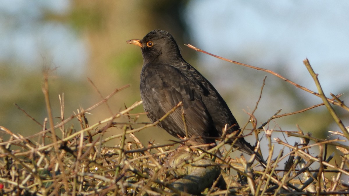 Eurasian Blackbird - ML629188266