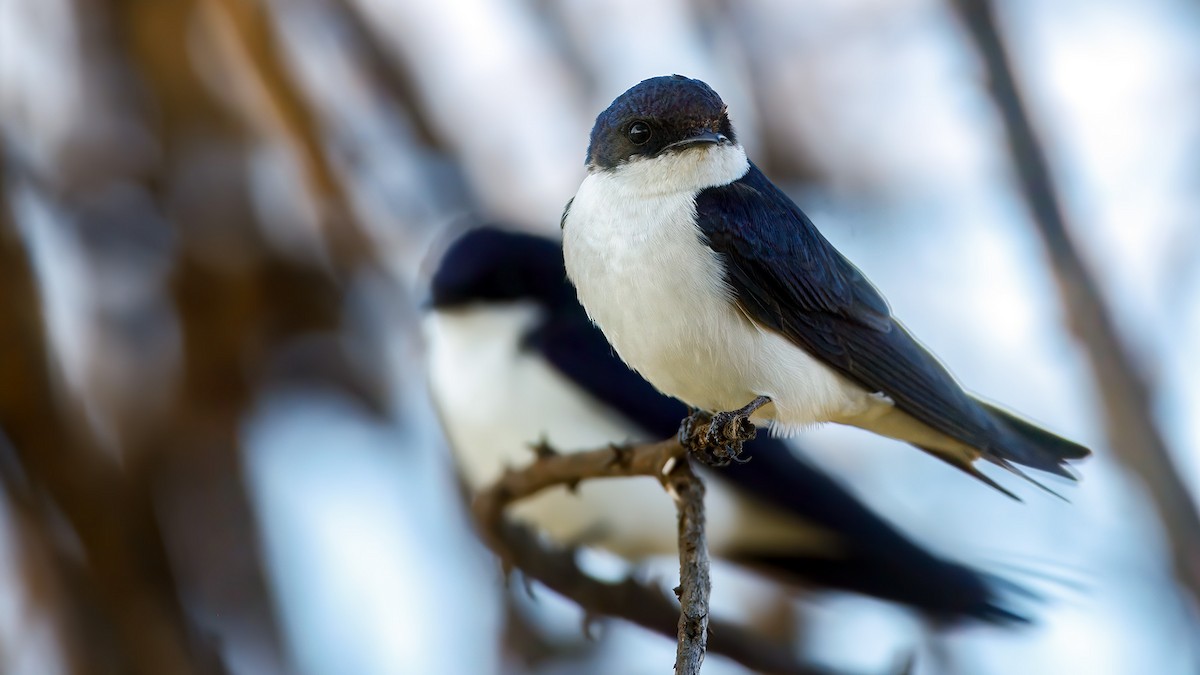 White-tailed Swallow - ML629188269