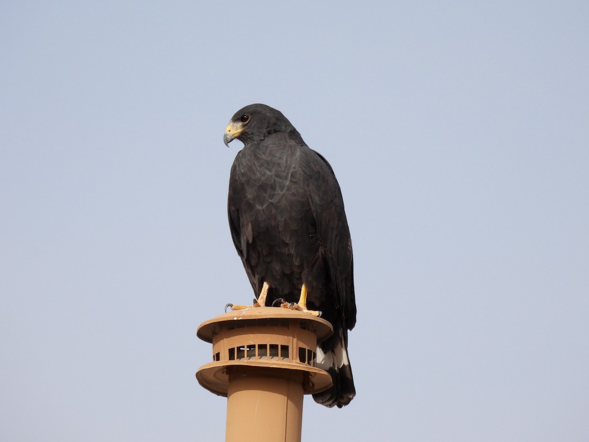 Zone-tailed Hawk - ML629188397