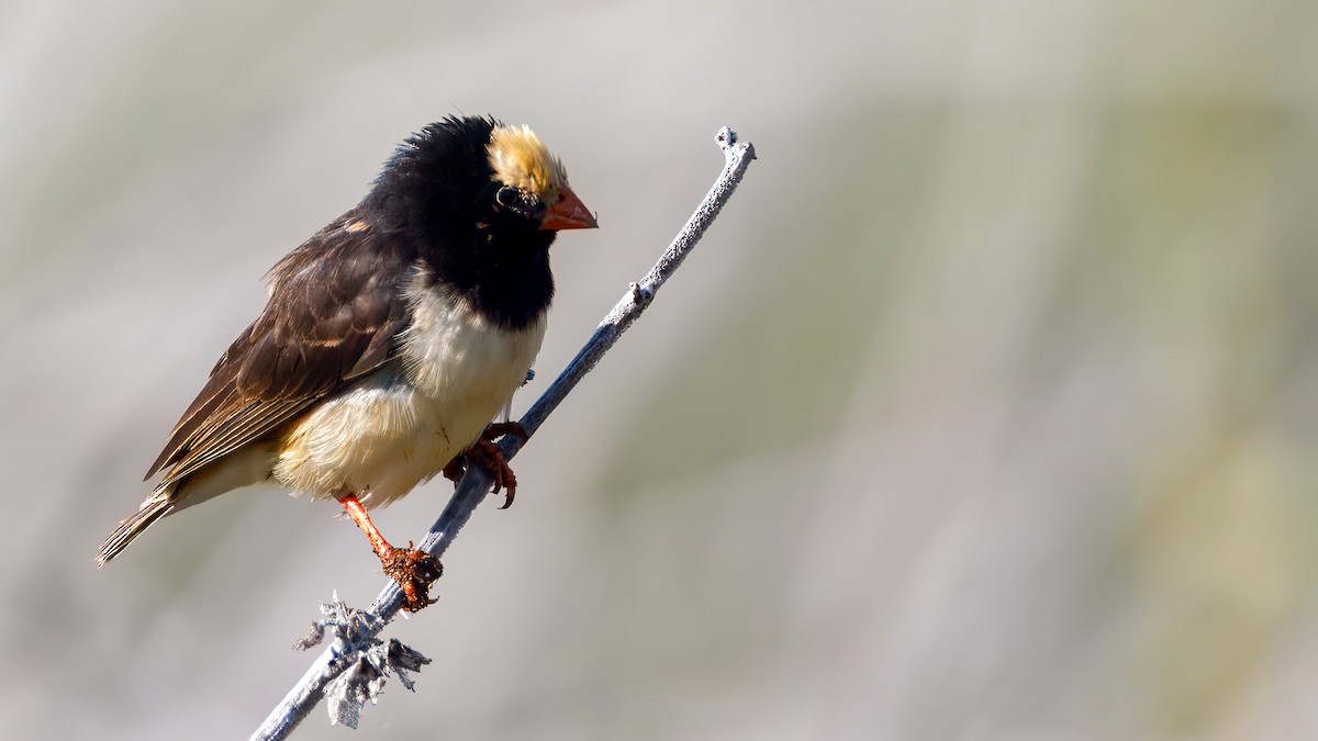Straw-tailed Whydah - ML629188626