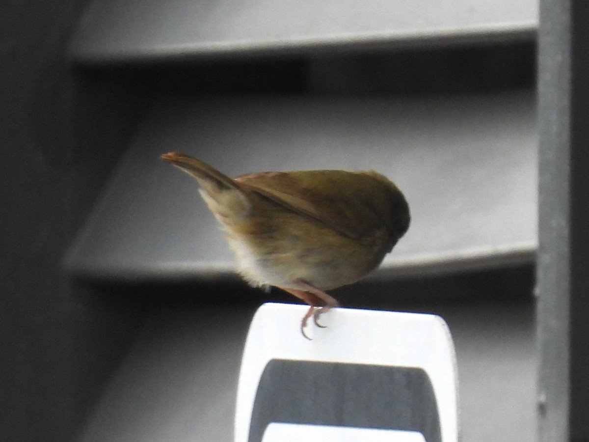 Black-faced Grassquit - ML629188631