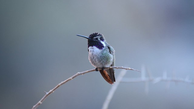 Costa's Hummingbird - ML629188670