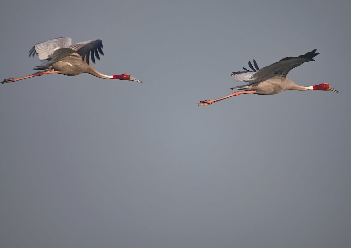 Sarus Crane - ML629188677