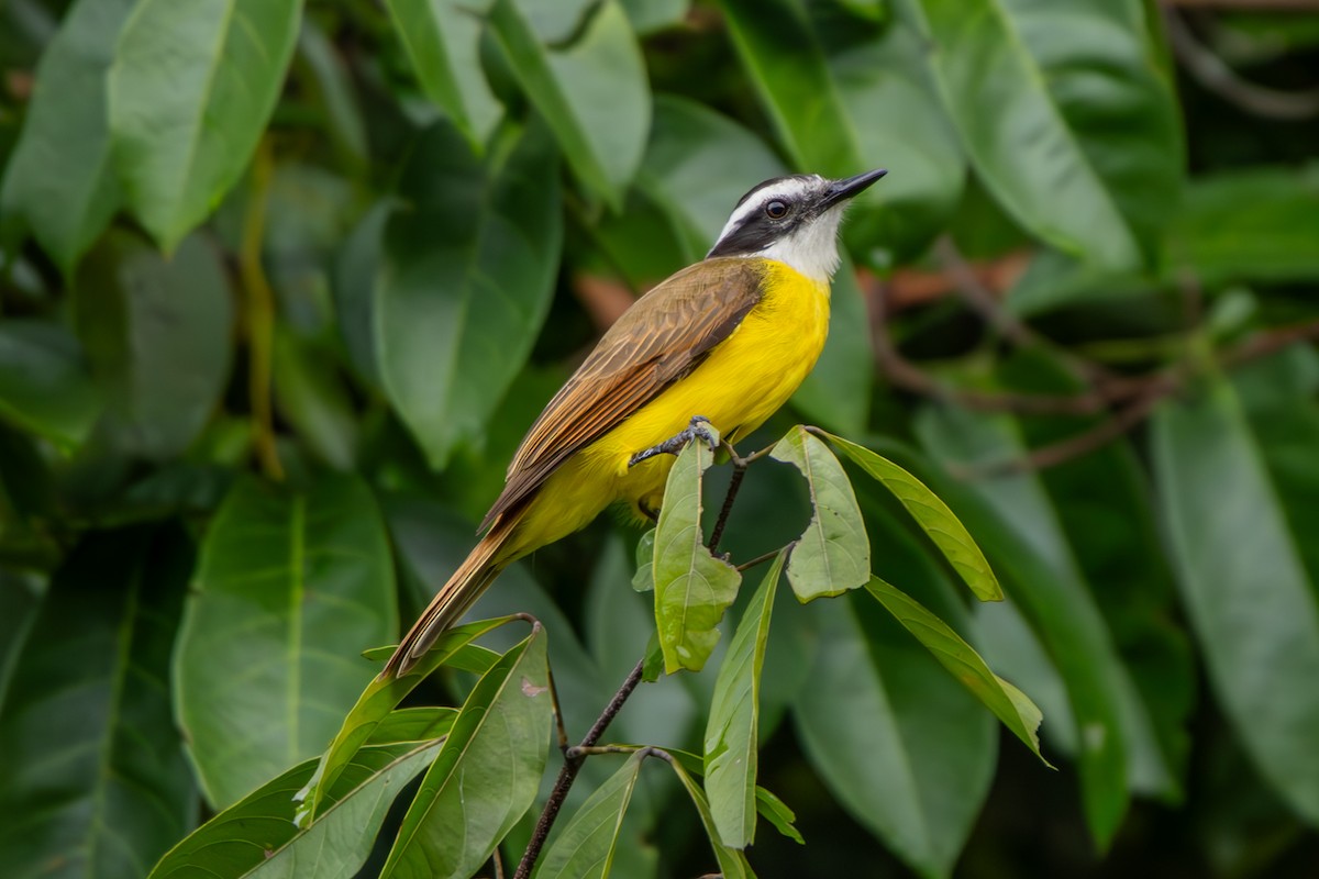 Lesser Kiskadee - ML629188752