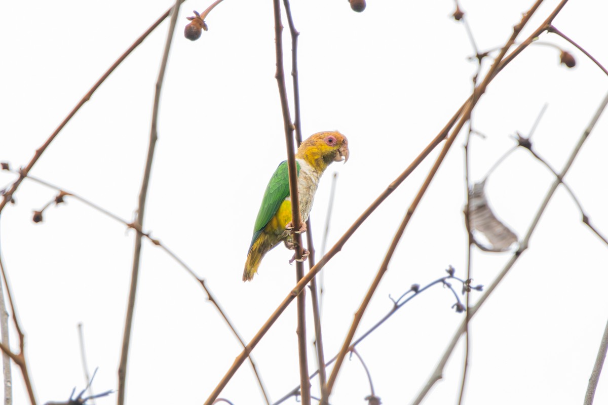 White-bellied Parrot - ML629188766