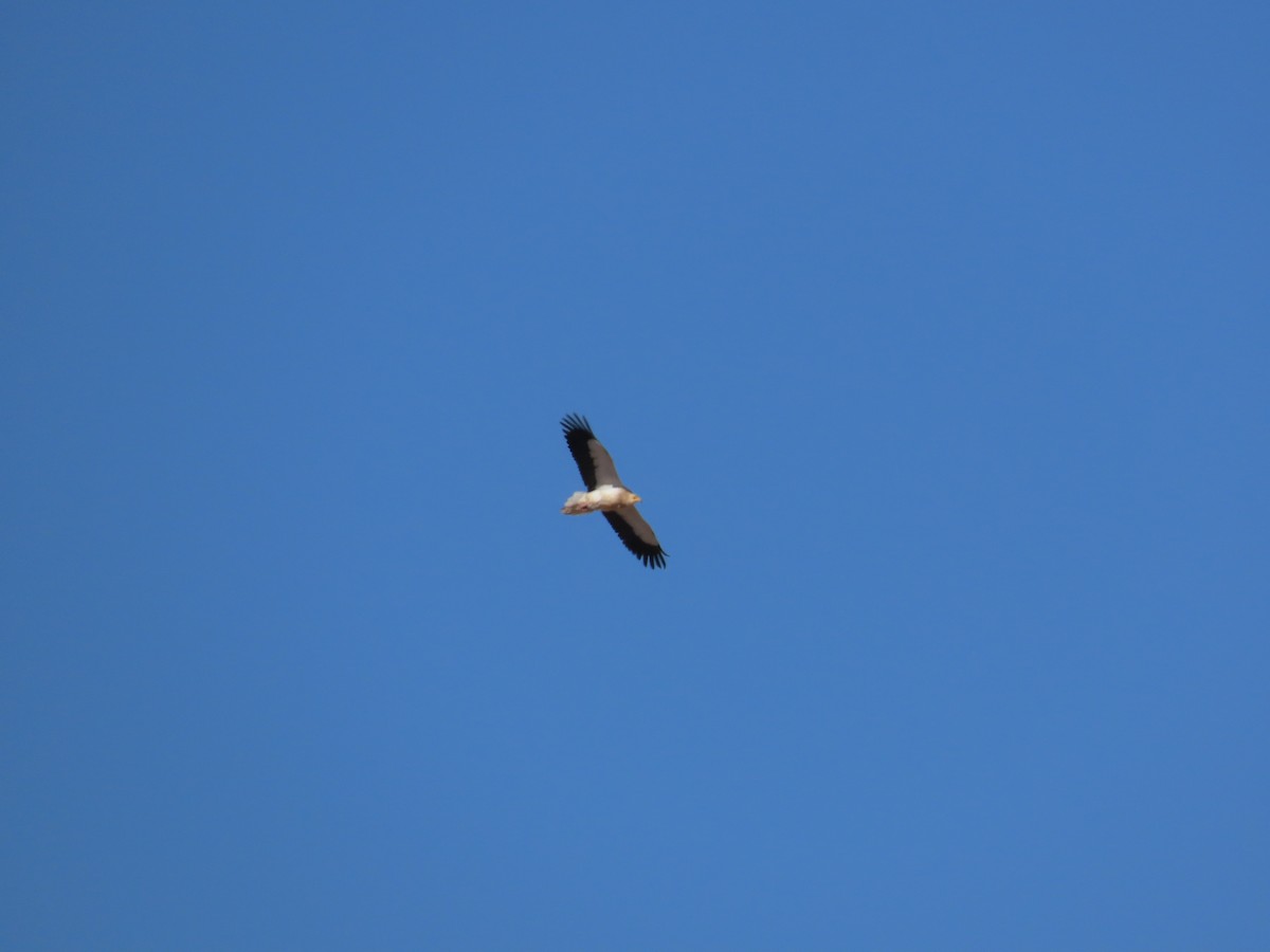 Egyptian Vulture - ML629188787