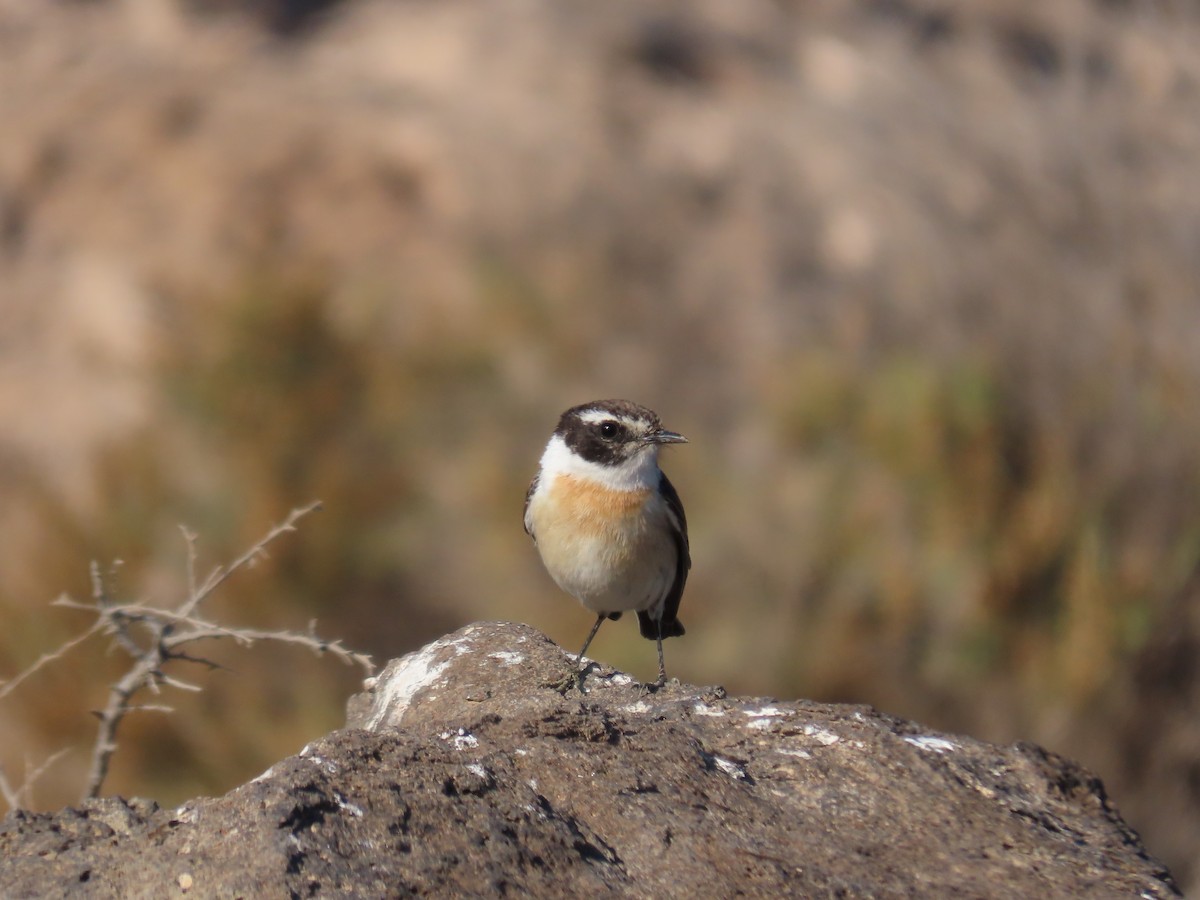Fuerteventura Stonechat - ML629188809