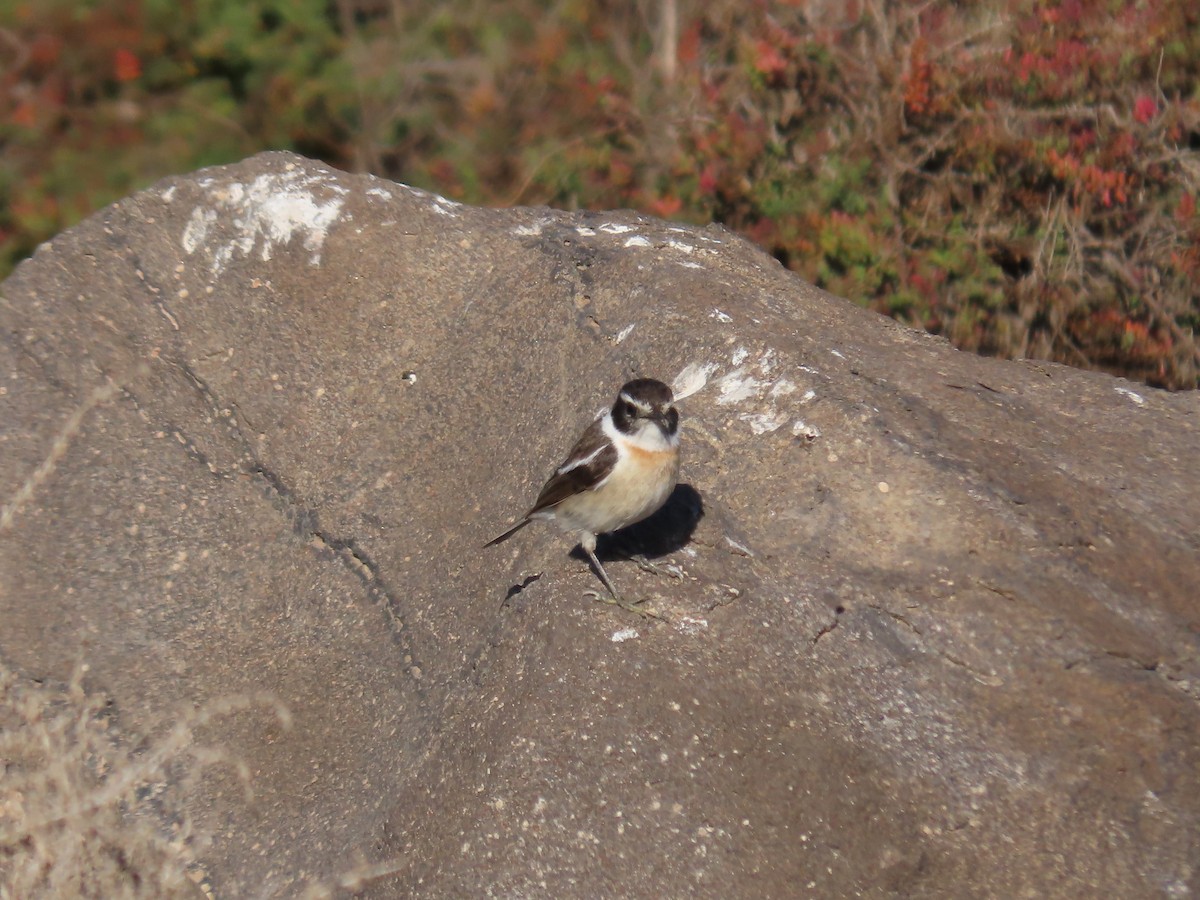 Fuerteventura Stonechat - ML629188810