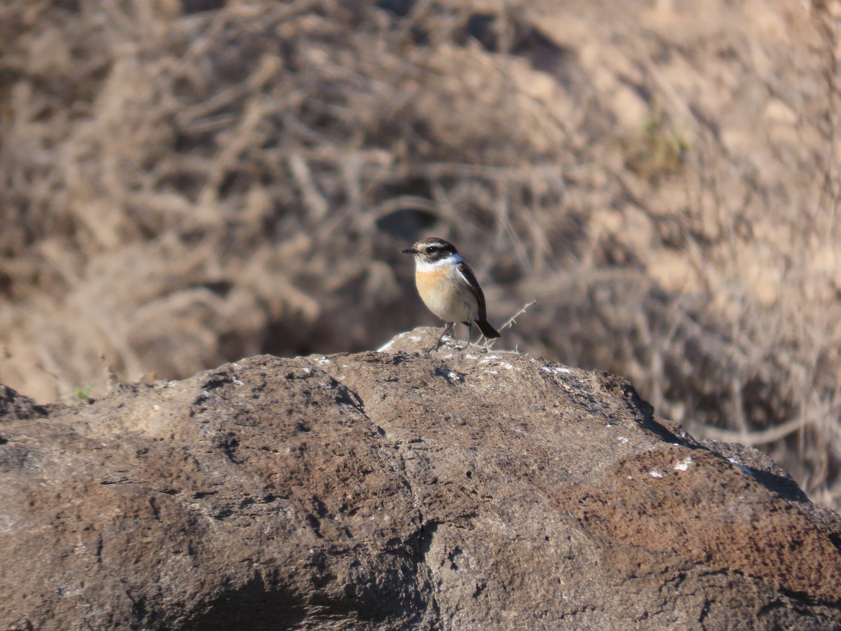 Fuerteventura Stonechat - ML629188811