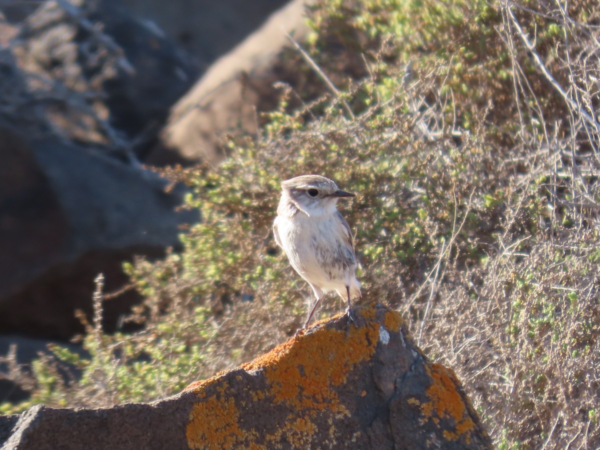 Fuerteventura Stonechat - ML629188812