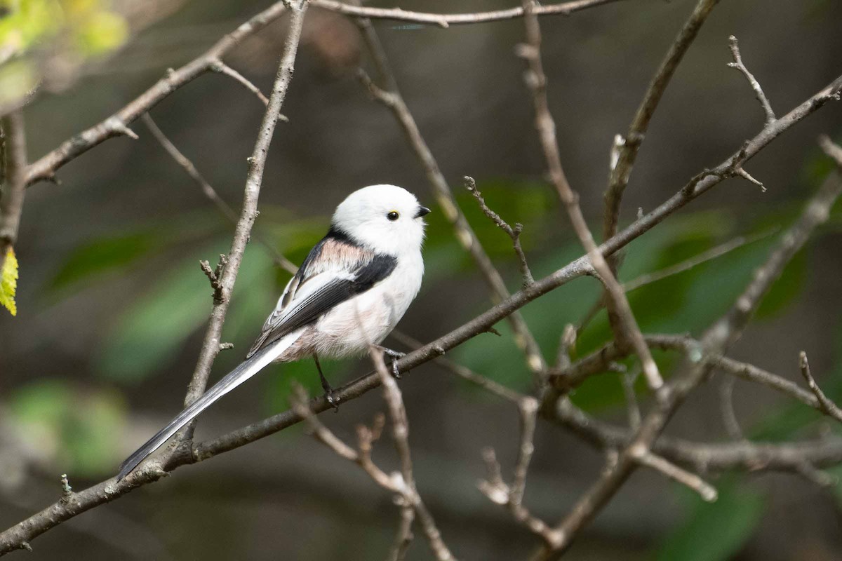 Long-tailed Tit - Marcel Holyoak