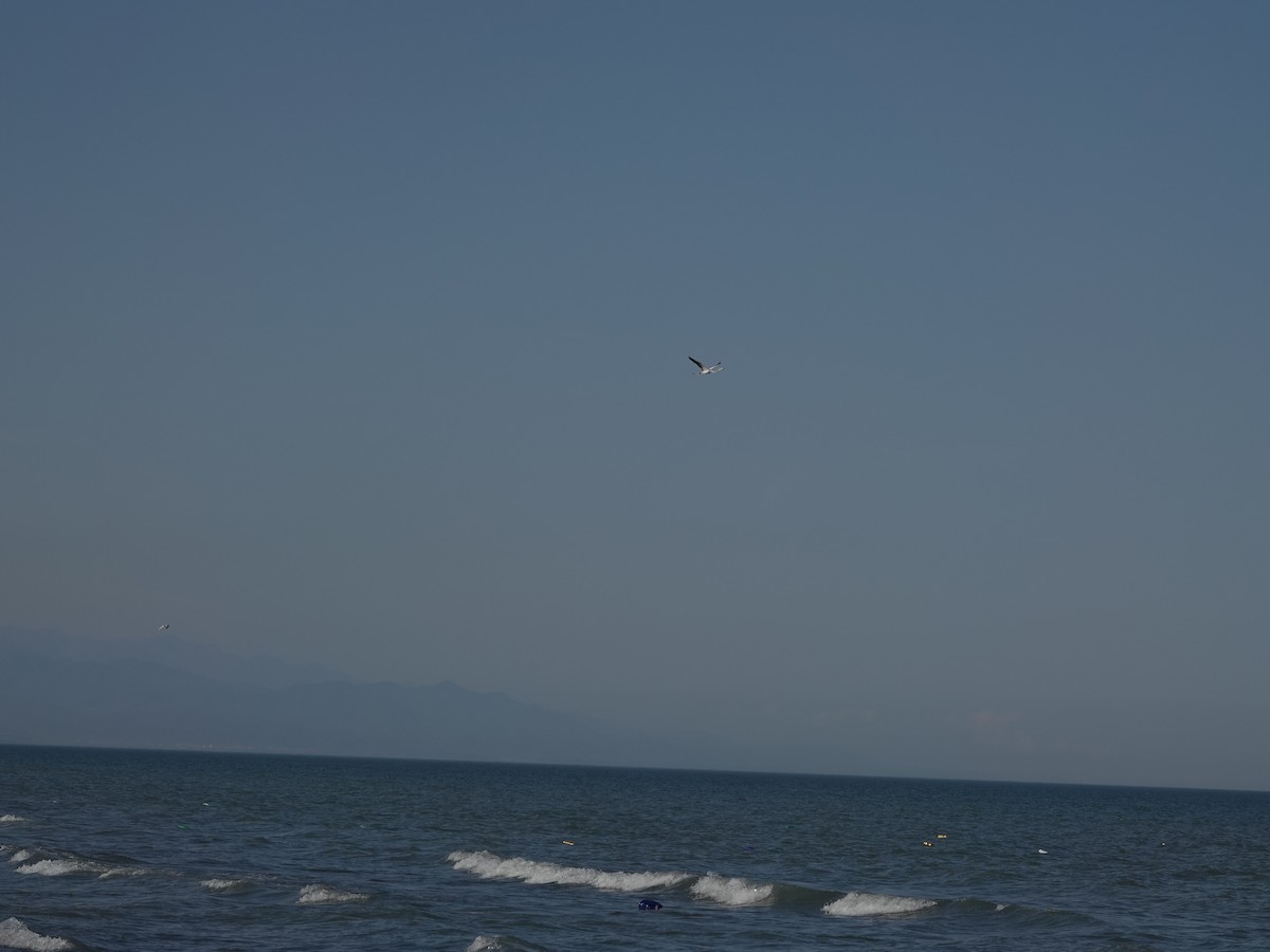 Greater Flamingo - ML629188941