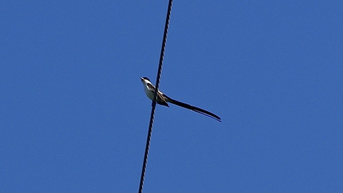 Fork-tailed Flycatcher - ML629189004