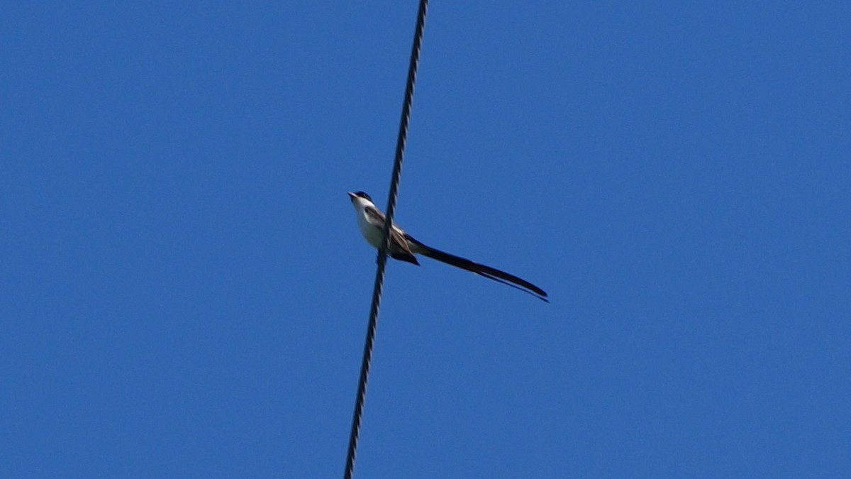Fork-tailed Flycatcher - ML629189005
