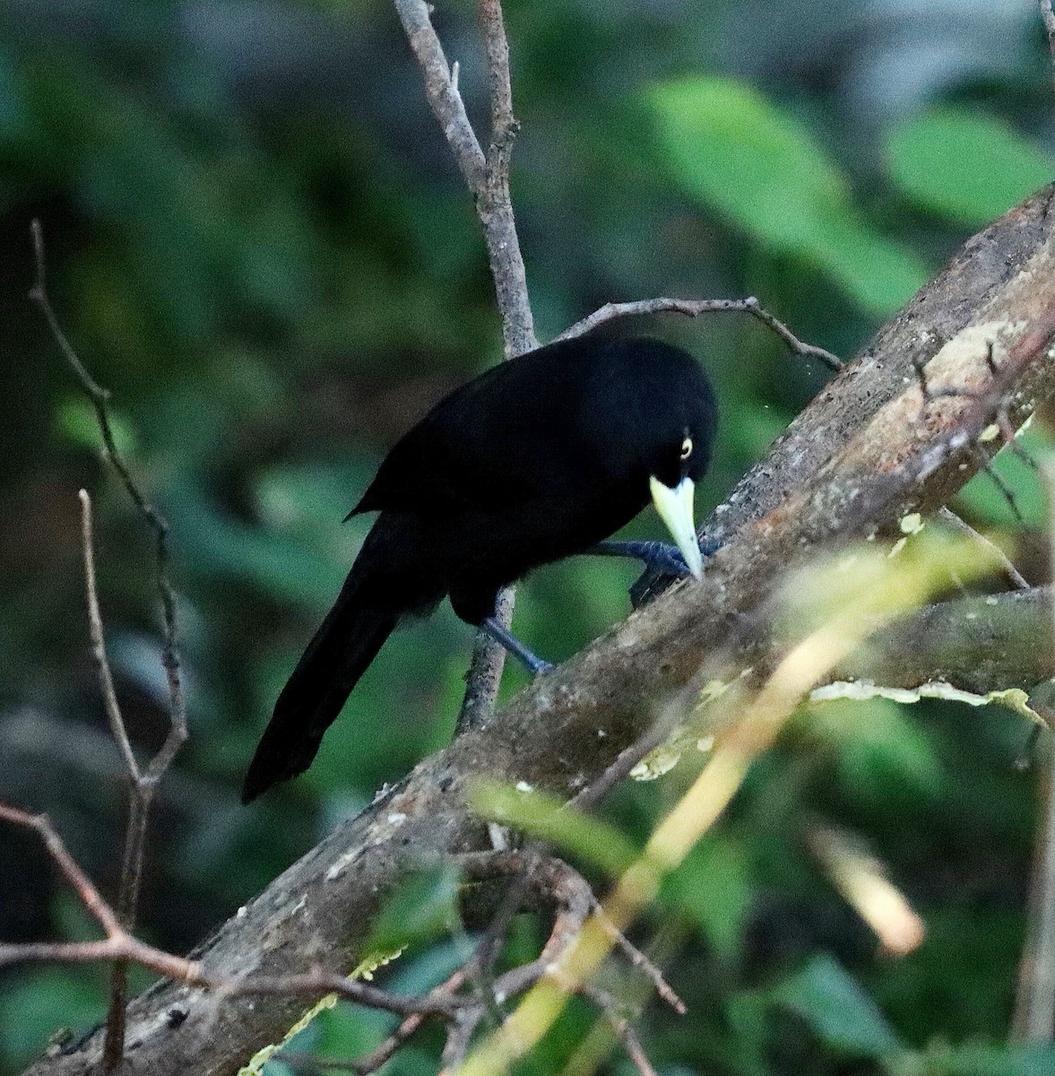 Yellow-billed Cacique - ML629189129