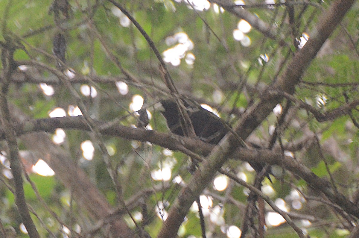 Yellow-billed Cacique - ML629189150