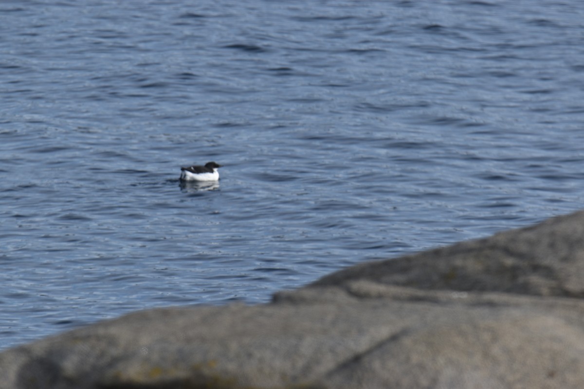 Thick-billed Murre - ML629189217