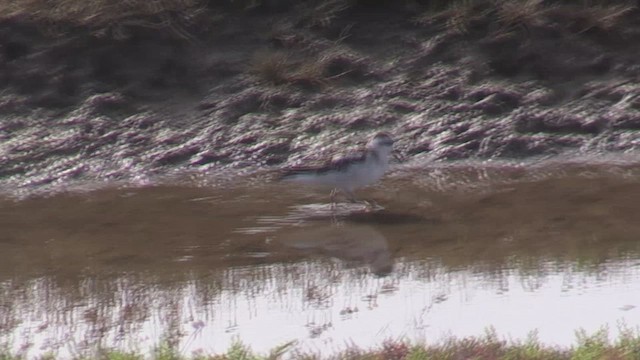 Red Phalarope - ML629189224