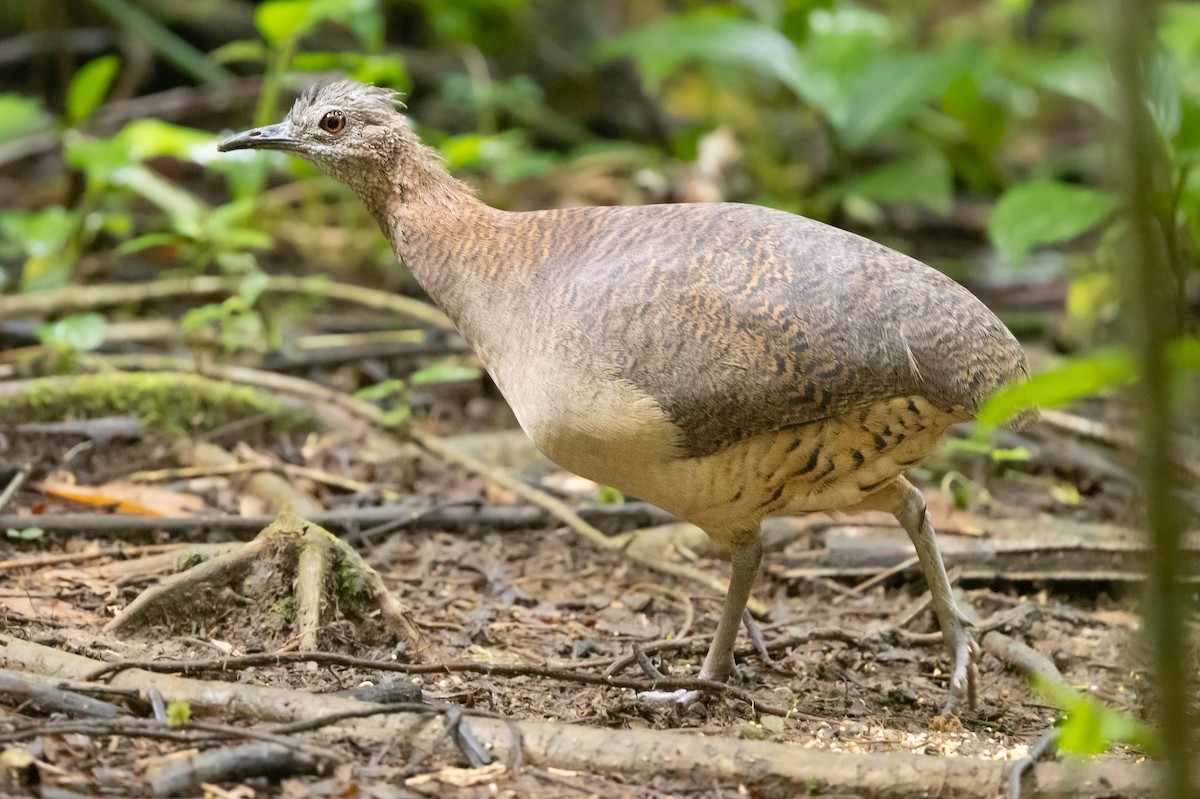 Undulated Tinamou - ML629189239