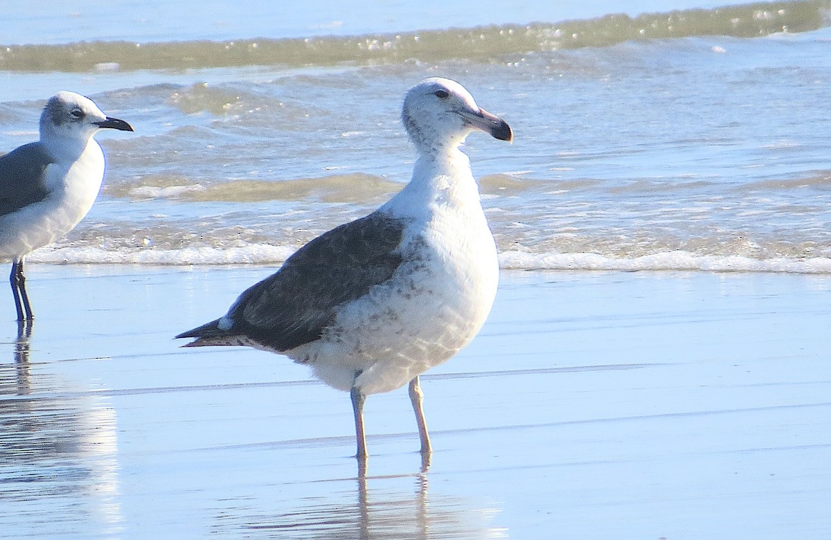 Kelp Gull - ML629189364