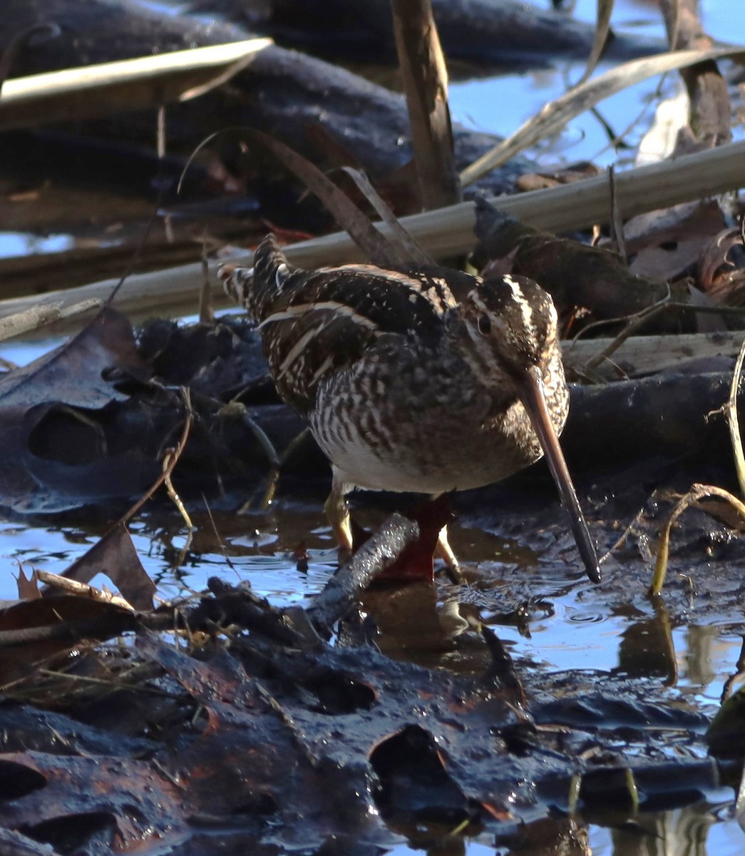 Wilson's Snipe - ML629189544