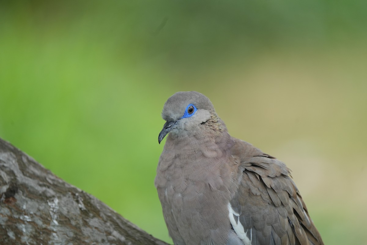 West Peruvian Dove - ML629189802
