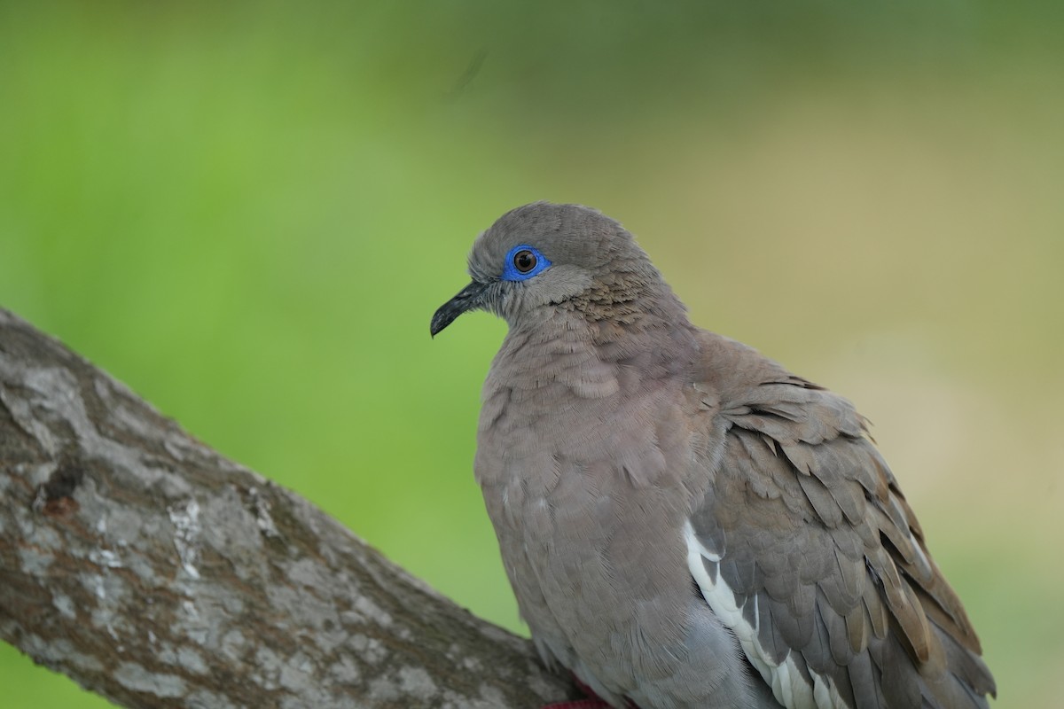 West Peruvian Dove - ML629189803