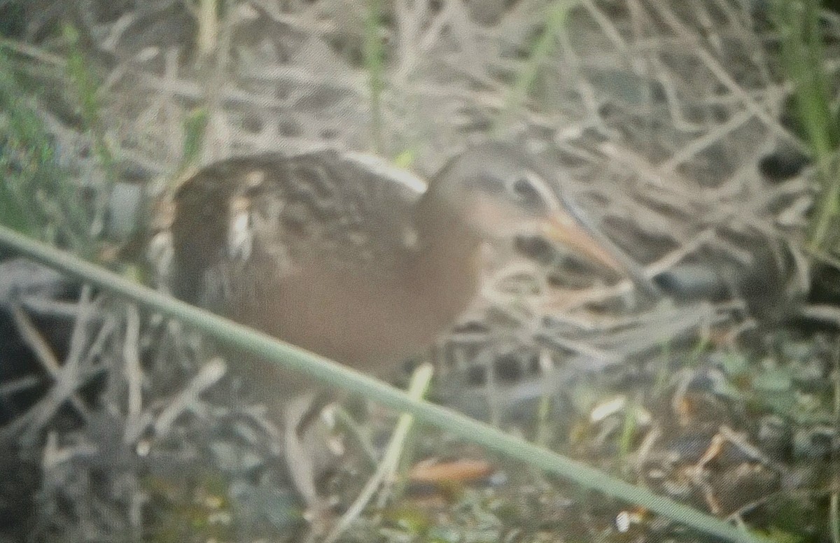 King Rail - ML629189955