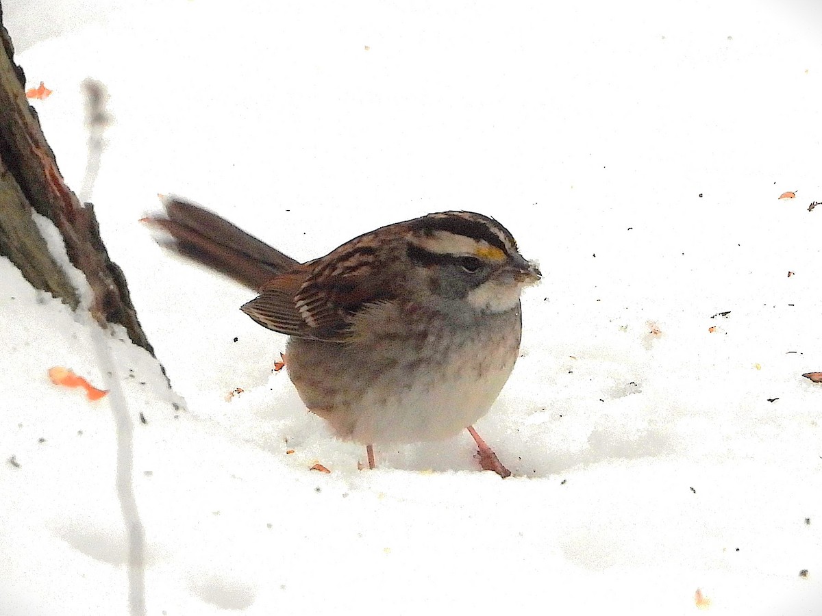White-throated Sparrow - ML629189979