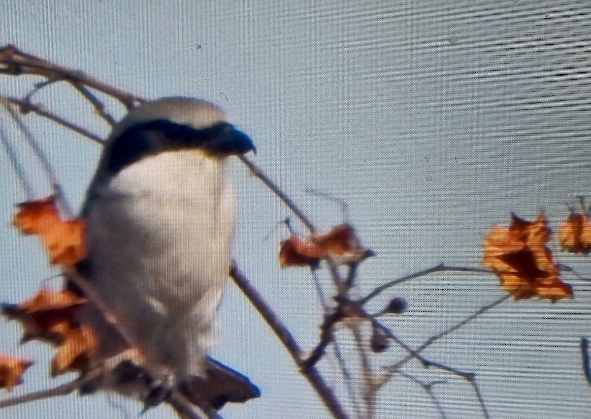 Loggerhead Shrike - ML629189999