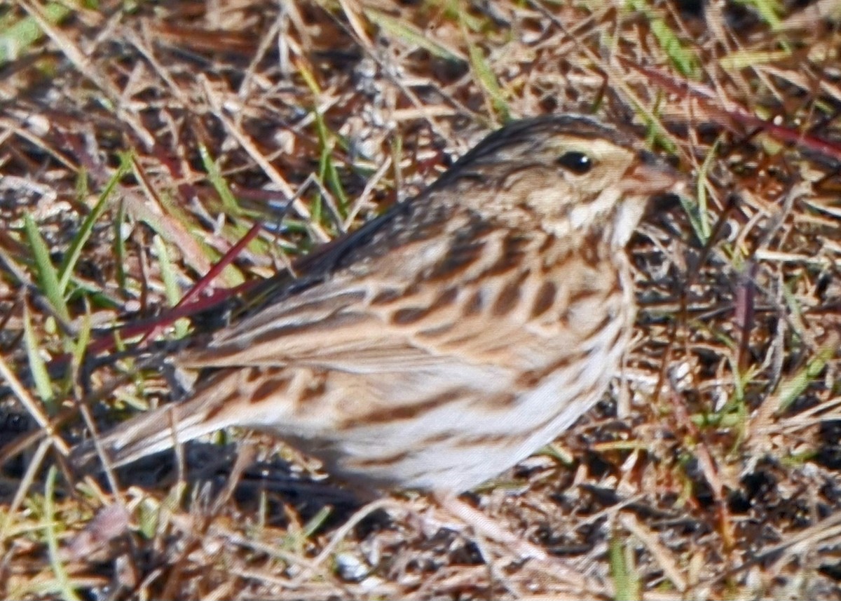 Savannah Sparrow - ML629190019