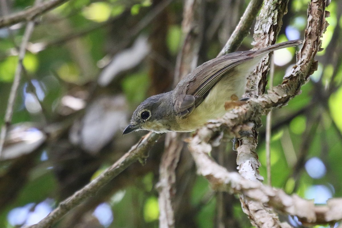 Red-tailed Vanga - ML629190020