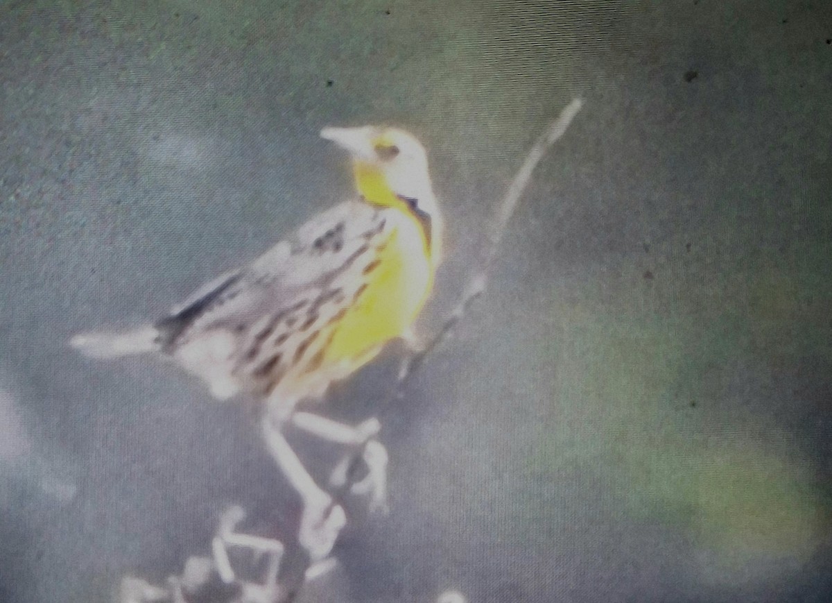 Eastern Meadowlark - ML629190034