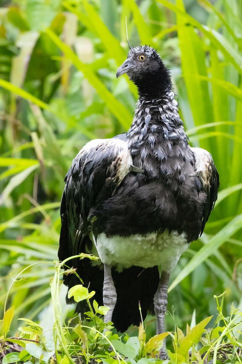 Horned Screamer - ML629190045