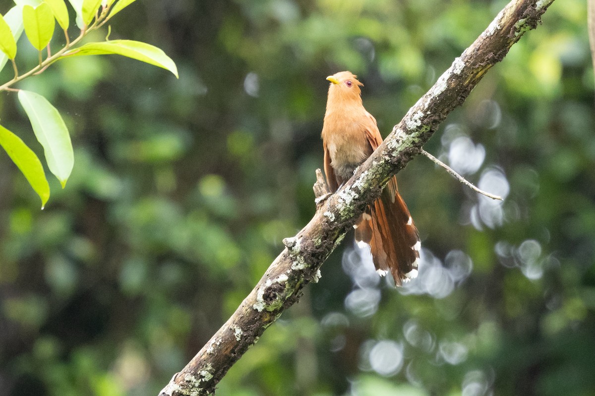 Little Cuckoo - ML629190046