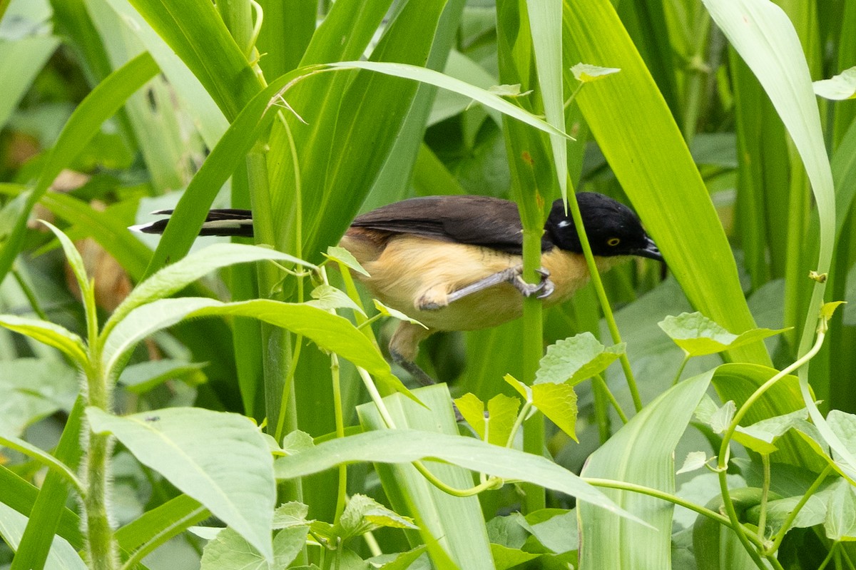 Black-capped Donacobius - ML629190049