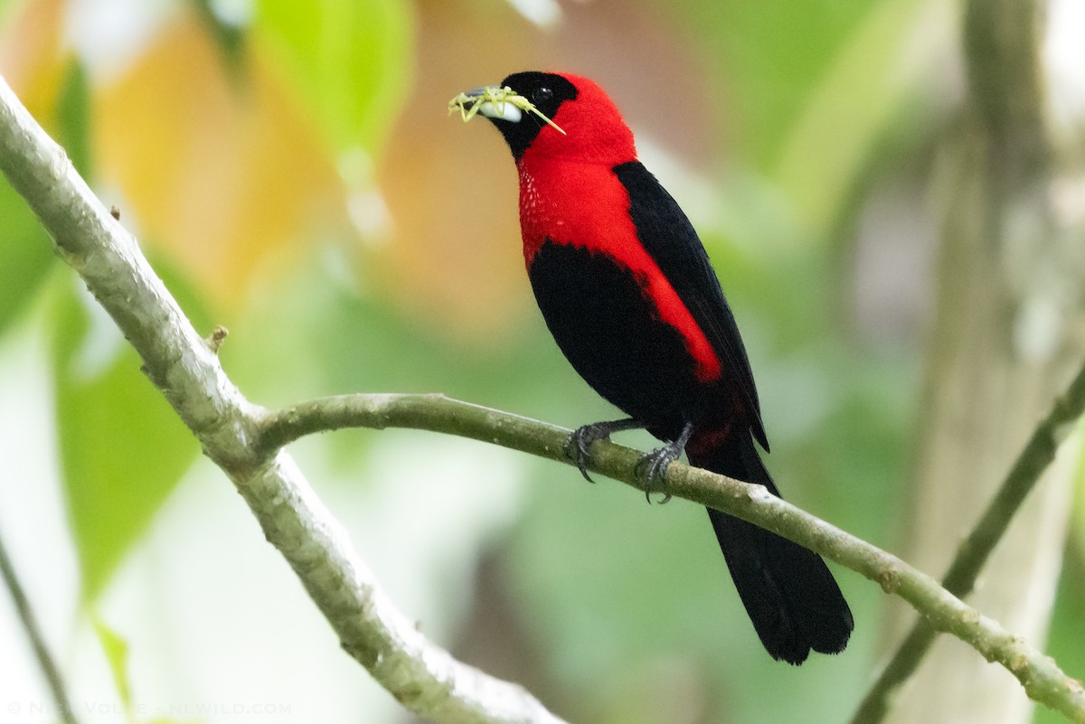 Masked Crimson Tanager - ML629190052