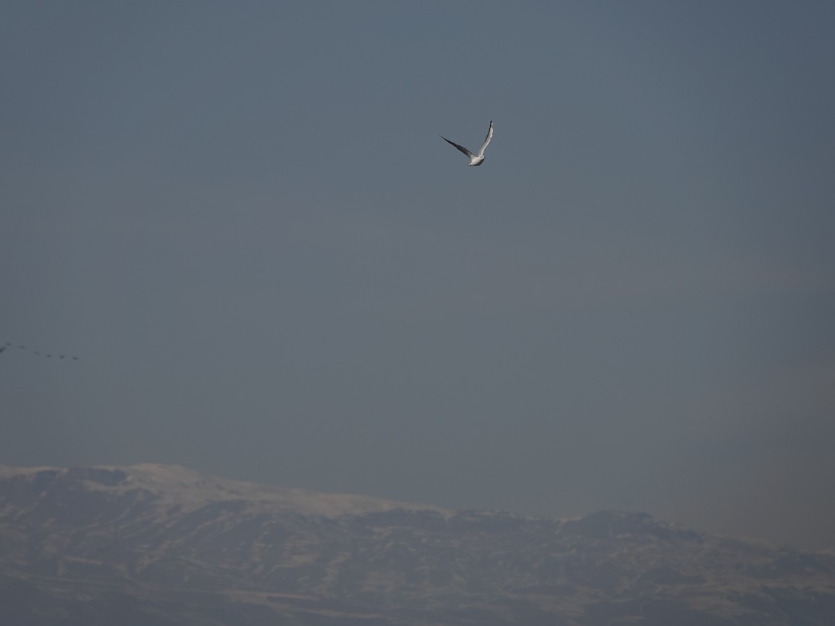 Black-headed Gull - ML629190153