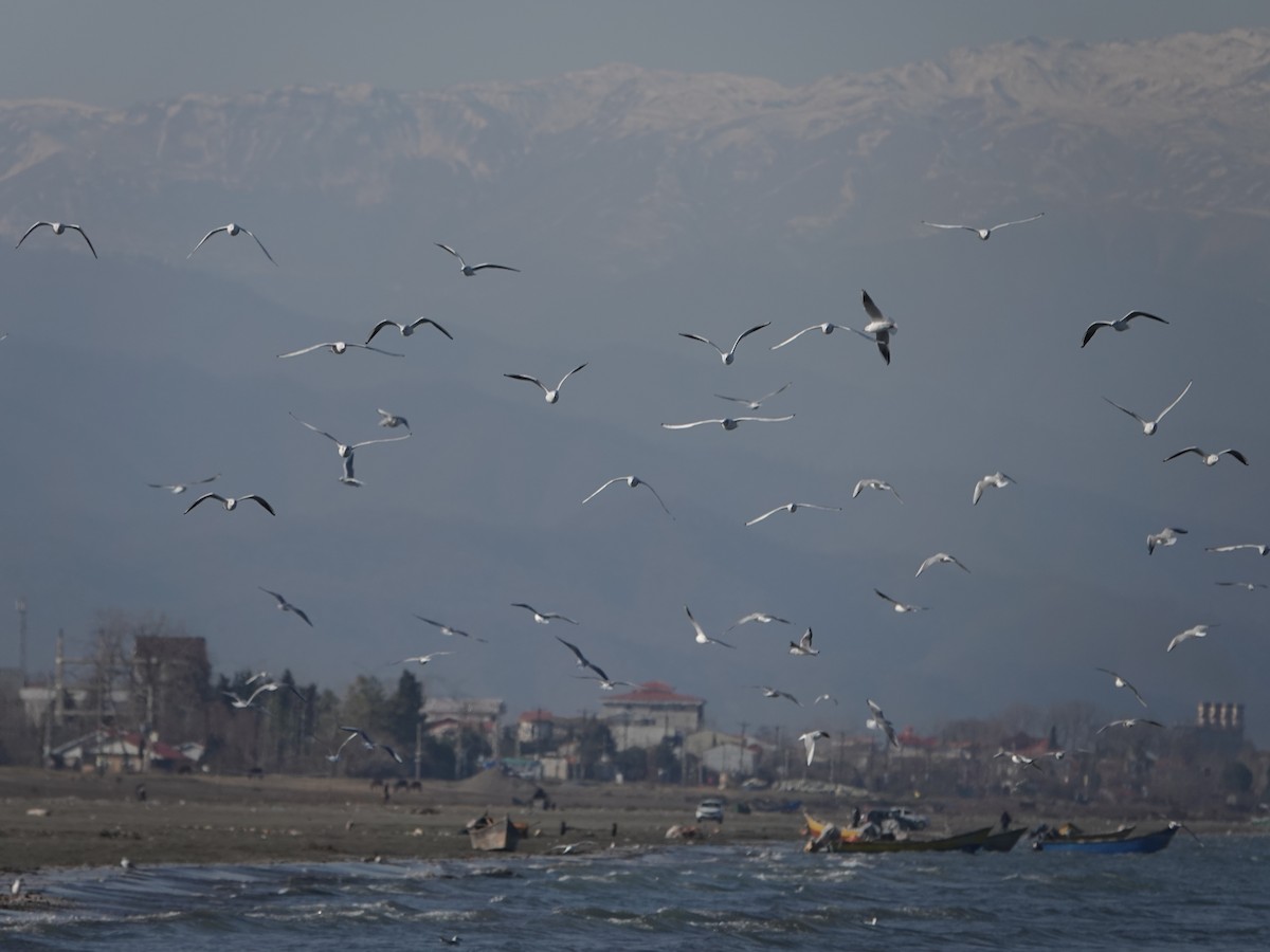 Black-headed Gull - ML629190178