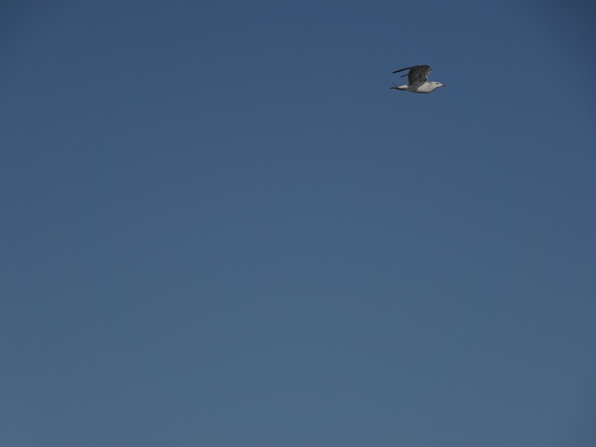 Armenian Gull - ML629190184