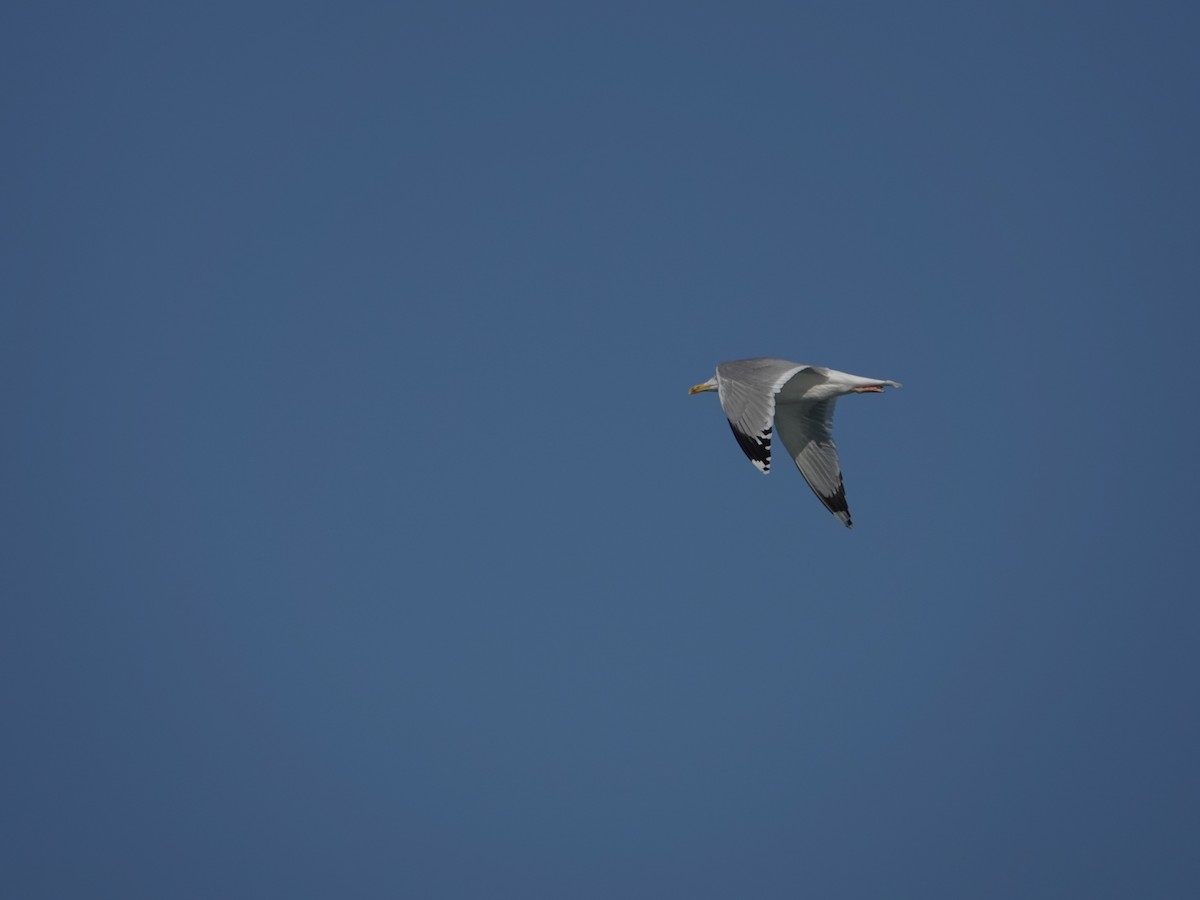 Caspian Gull - ML629190246
