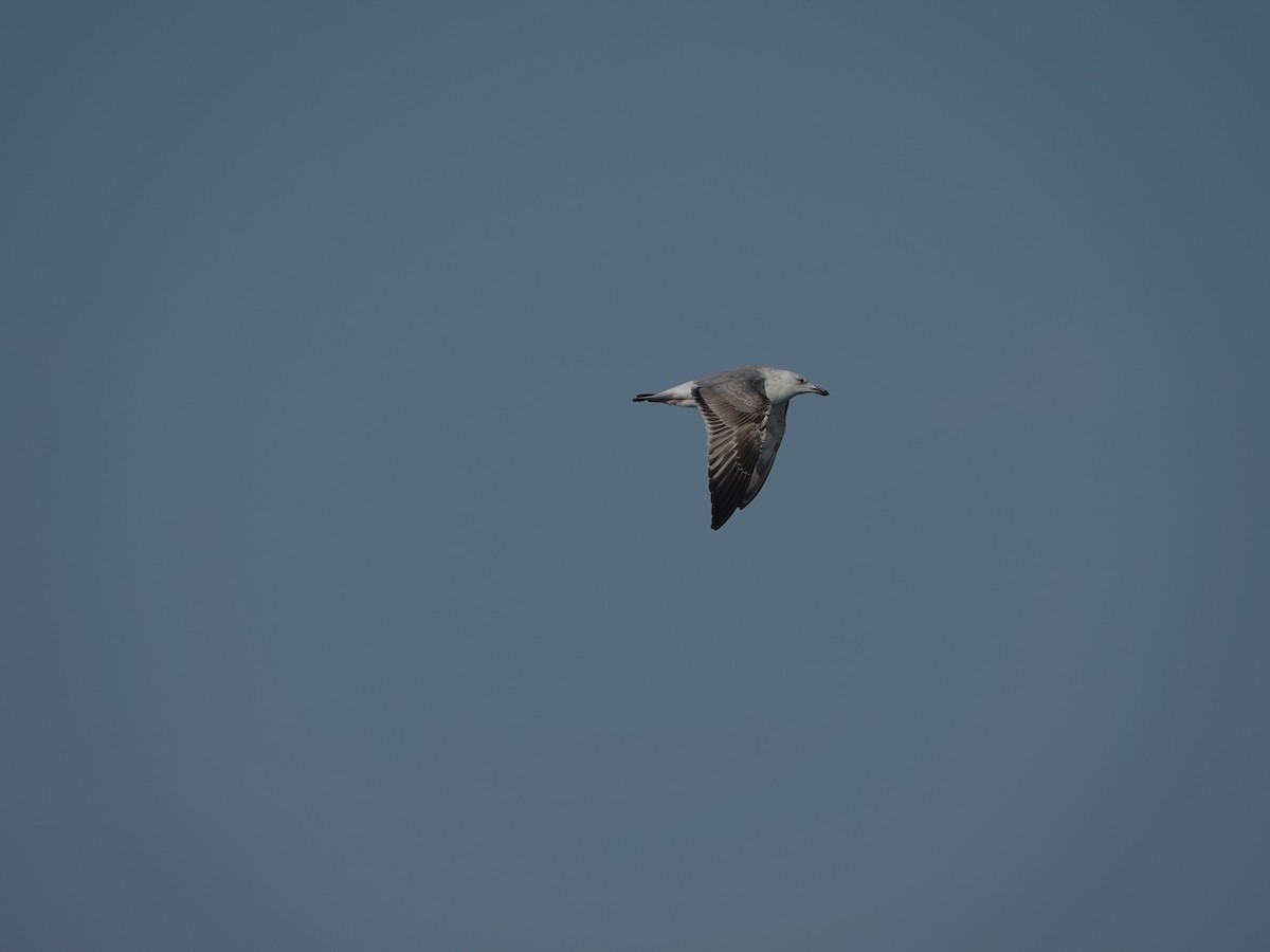 Caspian Gull - ML629190248