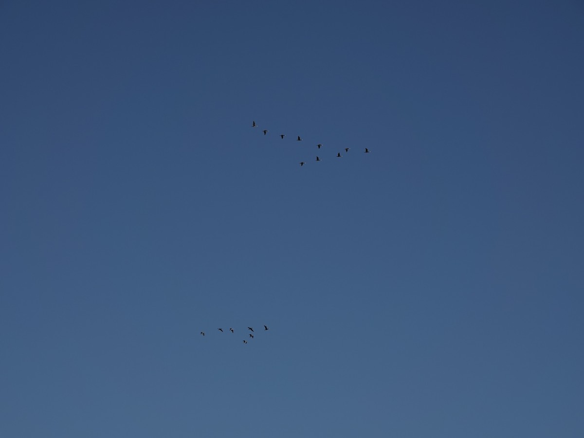 Great Cormorant - ML629190270