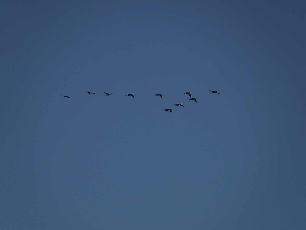 Great Cormorant - ML629190282