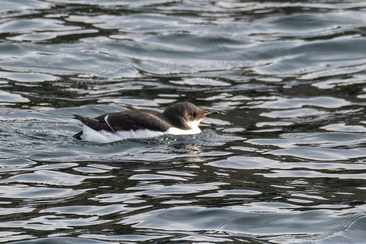 Thick-billed Murre - ML629190321